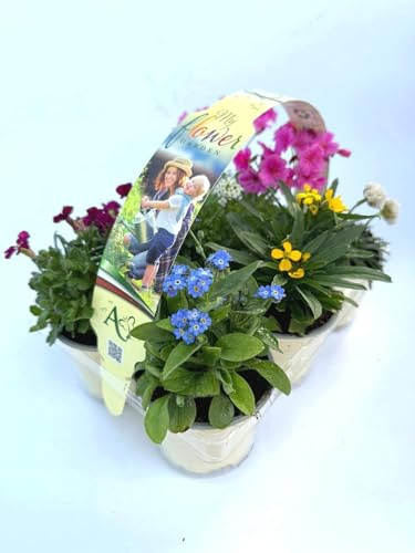 6 PIANTE CON FIORI PERENNI DA ESTERNO facili da coltivare e tanti fiori in vaso 9 cm