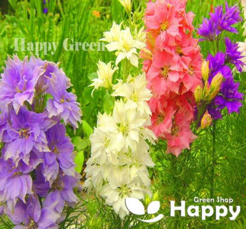 Rocket Larkspur Mix 600 Seeds + Plant tag + Freebie Delphinium ajacis Hyacinth