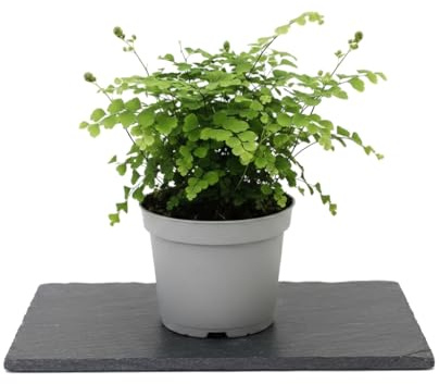 Adiantum Raddianum Fragrans Helecho Culantrillo - DECOALIVE Planta Viva para Decorar Maceta 12 cm Altura 25 cm