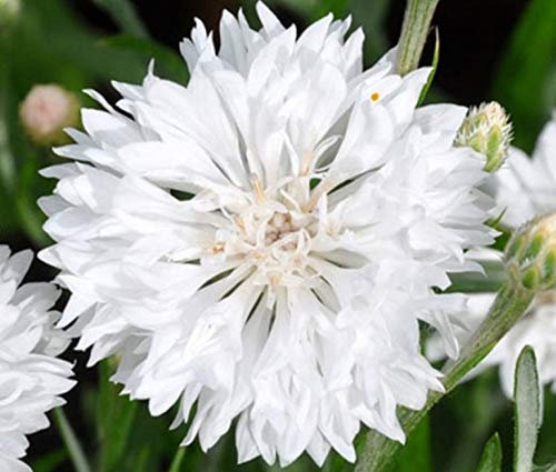 100 Centaurea Cyanus White Seeds - White Cornflower - 100 Seeds