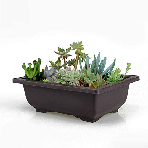 Pot Bonsai formation bassin, pot de fleurs plastique carré noir rectangulaire Récipient pour Succulent Plante (26x19x8.5cm)