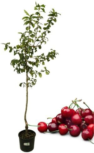 P. Piantine da Orto | Ciliegio Giorgia, Pianta in Vaso Diametro 22 cm, Pianta da Frutto in Vaso, Pianta Vera da Esterno, Giardino o Vaso in Terrazza, Vivaio Italiano