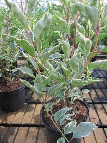 Prunus lusitanica Variegata - weißbunte Portugiesische Lorbeerkirsche