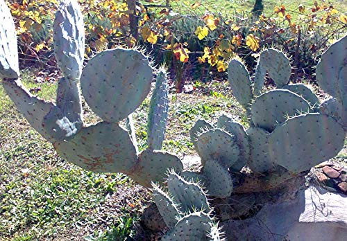 Portal Cool Diametro Fico d'India Opuntia Ficus Indica Rotella 20 cm