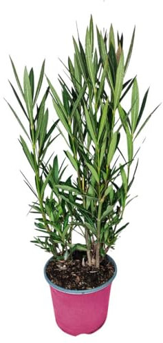 I GIARDINI DI GIULIA - Nerium Oleander Ø18 H.65 | Pianta Sempreverde con Fiori Colore Bianco| Ideale per Giardini, Terrazzi e Siepi | Resistente e Facile da Coltivare (Fiori rosa)