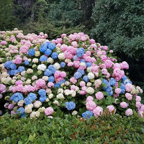 Green boutiQ - Gartenpflanze - Hydrangea macrophylla Tricolour - Hortensie - Winterfest - Rot-Blau-Weiß - 3 Pflanzen - Topf 12cm - Höhe 20-30cm