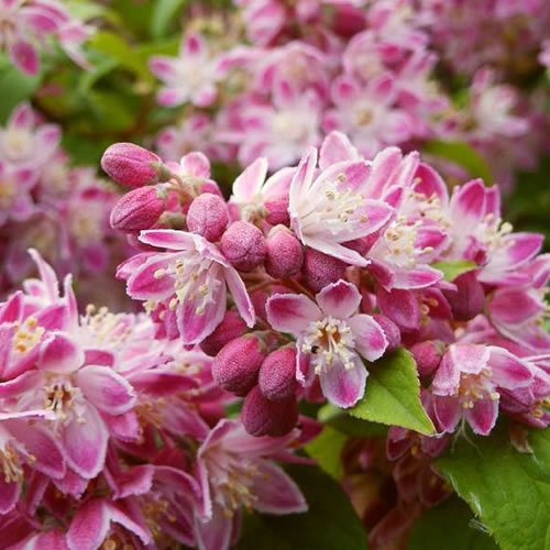 Deutzia 'Strawberry Fields' - Lebhafter rosa blühender Strauch - Ideal für Cottage-Gärten und Beete.