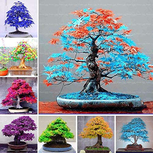 Portal Cool Army Green: Seltenes blaues Ahorn-Bonsai-Klavier in Vaso Vestito per Giardino Domestico di DIY Acero Giapponese S