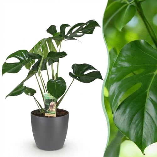 Monstera Deliciosa - Lochpflanze - Pflegeleicht - Grün - mit Potter Grey - 70-80cm - Øter Grijs - Pot 21cm - Zimmerpflanze - - Pflanze mit Topf