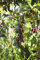 Lycium barbarum 'No.1 Lifeberry' 40–60 cm – Winterhart, Mehrjährig, Pflegeleicht – Gojibeere – Heckenpflanze für Garten & Sichtschutz