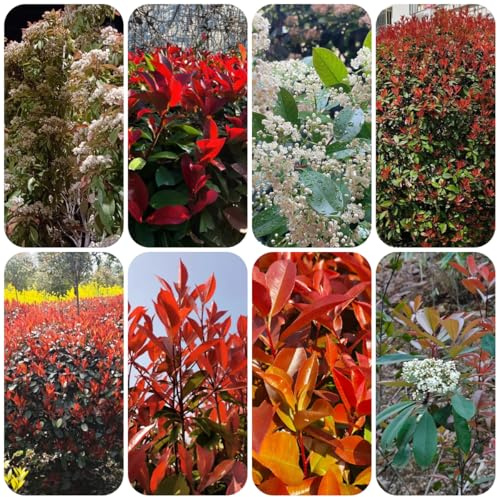 Semi di Photinia red robin - siepe - sempreverdi Semi di Red Robin resistenti arbusti crescita rapida crescita da giardino autunnali 500pcs