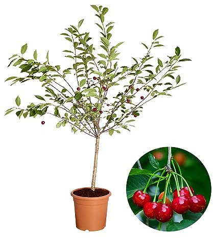 Dehner Zwergkirsche Griotella, säuerliche Früchte, ca. 80-90 cm, 6 l Topf, Obstbaum