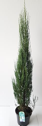 Blauer Raketenwacholder (Höhe: 150-160 cm), Juniperus scopulorum Blue Arrow, Wacholder