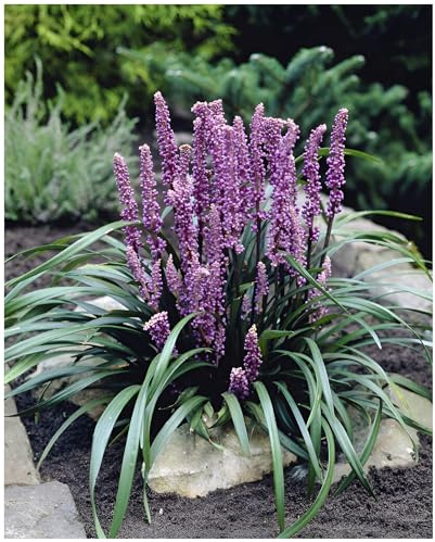 Stauden Gänge 3 x Liriope muscari 'Purple Passion' Lilientraube winterhart | Purpurnes Ziergras für Sonne bis Halbschatten, Blüte August bis Oktober, mehrjährig, 1 L Topf (11x11 cm)
