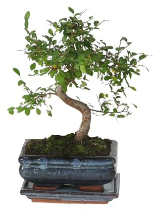 Plant in a Box - Bonsaibaume - Zelkova serrata - Höhe 20-30cm - Topf 20cm - S-förmiger Japanese Elm Bonsai - Ideal für Anfänger