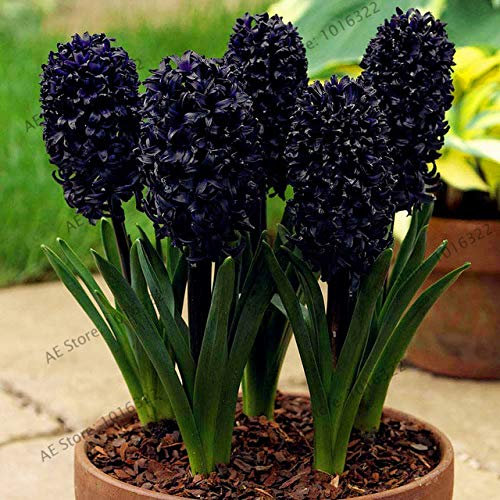 Shopmeeko Samen: 100pcs / bag Hyazinthe Pflanzen Bonsai-Blumen-Garten (nicht Hyazinthe Glühbirne) Holland hydroponische Blume Outdoor-Anlage: 14
