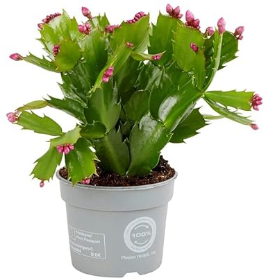 Planta Interior Cactus Navidad Schlumbergera Mix Color
