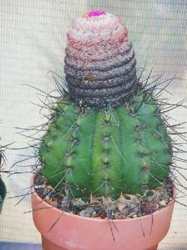 Melocactus Rubrispinus tapa cactus semilla rara cactus exótico de Turk Caribe 100 semillas:Seeds Only