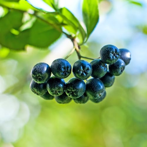 Aronia Melanocarpa - Aroniabeeren - obstbaum steingartenpflanzen Beerenstrauch hecken sträucher deko wohnzimmer exotische winterfeste balkon hochbeet bonsaibaum baumsamen gartendeko 250samen
