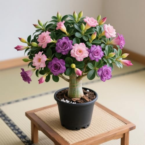 Lebende Wüstenrose (Topf)/Adenium/Zimmer-Wüstenrose(großblütig)-Winterharte Mehrjährige/Trockenheitsresistent/Pflegeleicht-2 Rhizome-A