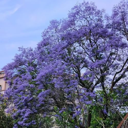semillas de jacarandá, jardín 200pcs