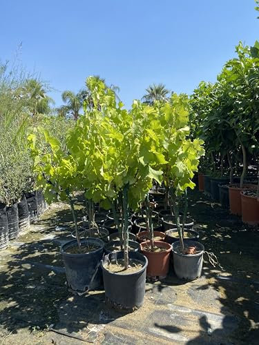 Vite (Vitis vinifera) in vaso 14 cm, uva da tavola e da mosto - Pianta rampicante