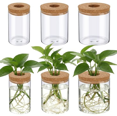 Ferrochef 6 Pcs Glass Plant Propagation Stations (2 Large + 2 Medium + 2 Small) Hydroponic Flower Vases Desktop Plant Terrarium Jar for Cuttings, for Living Room, Bedroom, Home Decoration