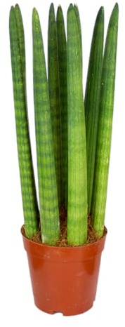 Bloomique - Sansevieria Straight - Langue de belle-mère - Plantes d’intérieur - Dépolluante - Très facile à entretenir - Hauteur 20-30 cm - Pot 12 cm