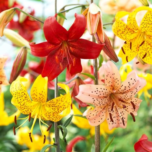 Lilien Zwiebeln Winterhart Mehrjährig - Tiger Lilien Kollektion - 15 Zwiebeln - 5 Sorten/Farben, Winterharte Lilienzwiebeln Mischung aus Holland (große Knollen, kein Samen, nicht künstlich)