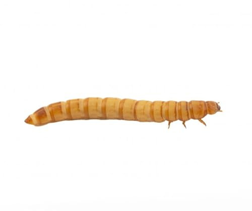 AntHouse Tenebrio Molitor – Ración Mediana 450-500 Unidades – Gusanos de Harina Vivos para Hormigas y Mascotas – Alta Proteína Natural – Resistentes, Fáciles de Criar Caza