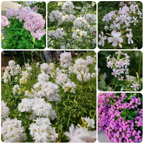 Semi di saponaria, da giardino resistenti Saponaria officinalis, semi da giardino 100pcs