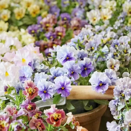 semi viola cornuta - balcone di al coperto vaso decorazione resistenti decorazione 500pcs