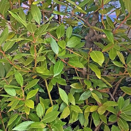 50 graines de laurier