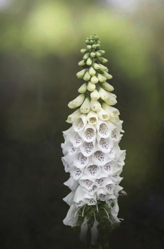 Digitalis purpurea Albiflora | White Foxglove | 6 Plug Plants | Wildflower