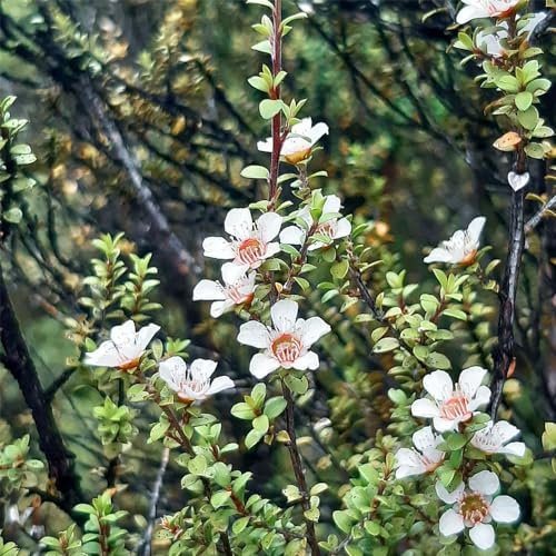 manuka blumengarten schnittblumen mehrjährige stauden winterhart pflanzensamen exotisch kräutersamen herbstpflanzen winterhart blühend wohnzimmer deko baumsamen mehrjährige 450samen