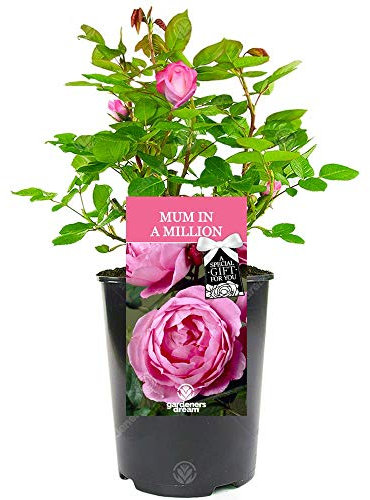 Mum in A Million Rose - Mother's Day Occasion, Say Thank You with a Unique Living Plant Gift