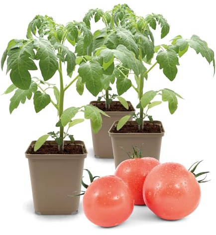 FLORTUS Fleischtomatenpflanze Berner Rose | 3 Pflanzen | Tomaten Pflanzen für Balkon und Garten | Tomatenpflanzen im Topf Rosarot| 9 x 9 cm | Jungpflanzen