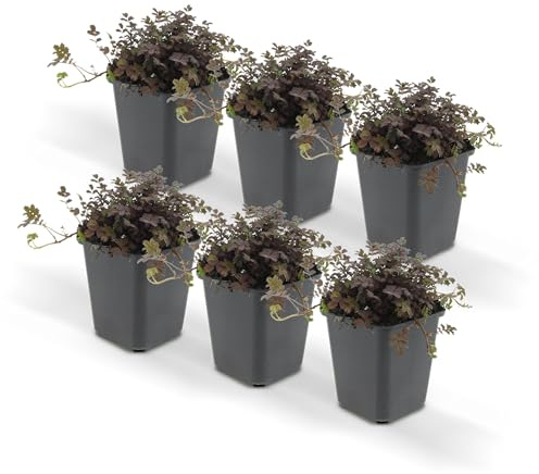 Bodendecker - Braunrotes Stachelnüsschen - Acaena microph. 'Kupferteppich' - 9cm Topf - 6 Pfanzen