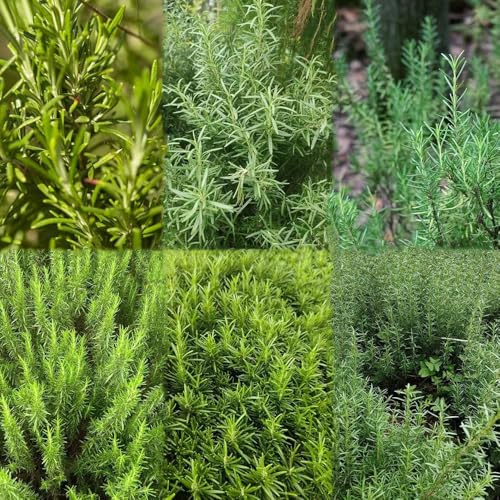 semillas de romero de jardín rocas resistentes, resistentes para jardín, verdes semillas exóticas, Decoración balcón 60pcs