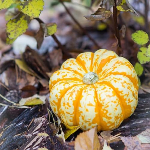 kürbis - kürbissamen gartenkräuter balkonpflanzen bio balkon zierkürbis wintergemüse biosaatgut bohnenkraut küchenkräuter stauden 30samen