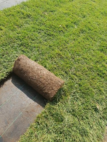 PRATO INGLESE NATURALE A ROTOLI 1 Compatible with METRO QUADRO (festuca + poa) DUE ZOLLE
