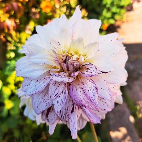 Dahlienknolle : Dahlia - Riesenschmuckdahlie  Cafe au Lait Twist  1 Knolle/Rhizom