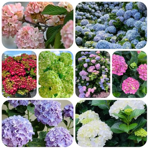 semi di ortensia da giardino - balcone decorazione regali per gli amanti del giardino di selvatici rare esterno resistenti serre balcone 125pcs