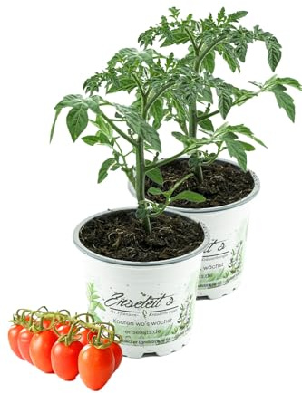 2er Set Dasher F1 Pflaumen Cherry Tomate,Tomatenpflanzen,Tomatenpflanze,