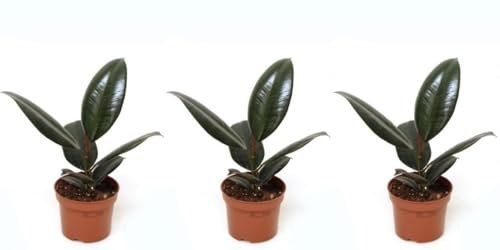 Pack de 3 plantas Ficus Robusta, 25-30 cm. Planta natural de interior con hojas grandes, ovaladas y brillantes, fácil de cuidar y elegante. Segura Garden.