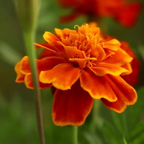 ringelblumensamen mehrjährig winterhart - hochbeet für balkon stauden bio kübelpflanzen bodendecker 600pcs
