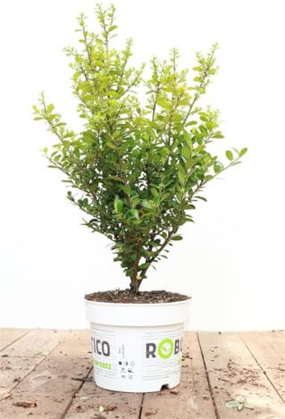 Ilex 'Robustico' 25-30 cm - Stechpalme, immergrün, ideal für Hecken, winterhart, pflegeleicht