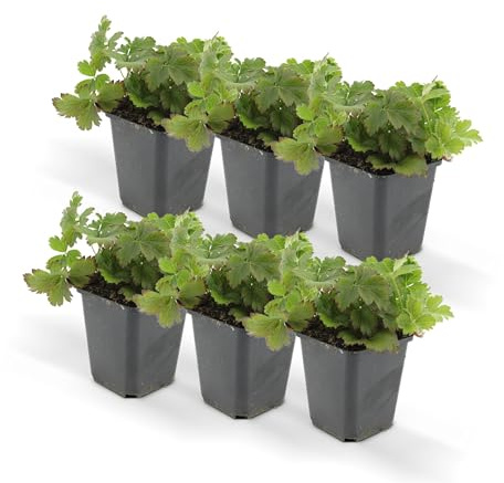 Immergrüner Bodendecker - Golderdbeere - Waldsteinia ternata - 9cm Topf - Set mit 6 Pflanzen