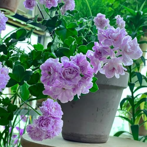 semi di geranio resistenti, balcone di decorazione soggiorno giardino da ufficio 250pcs
