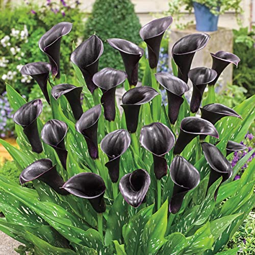 Votaniki Odessa Calla Lily Bulbs - Versatile, Long Lasting Beauty, Hybrid Calla Lily Odessa | Vibrant Blooms for Stunning Gardens - Easy to Grow and Low Maintenance (1 Pack)